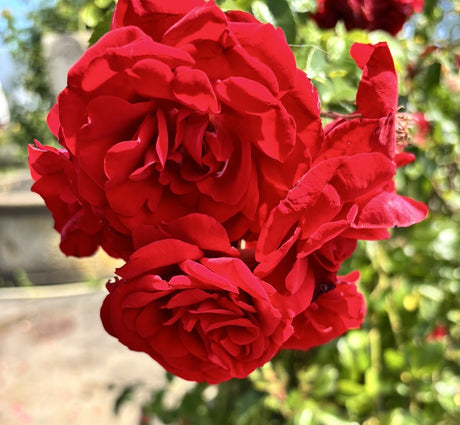 Rosa 'Amadeus' KL; hier mit Blüte; winterhart; Einsatzmöglichkeit z.B. : Rankgitter;;mit zeitnaher Lieferung