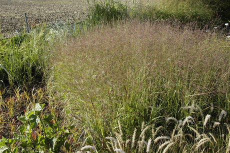 Panicum virgatum 'Warrior' , ;;ab 4,06 Euro