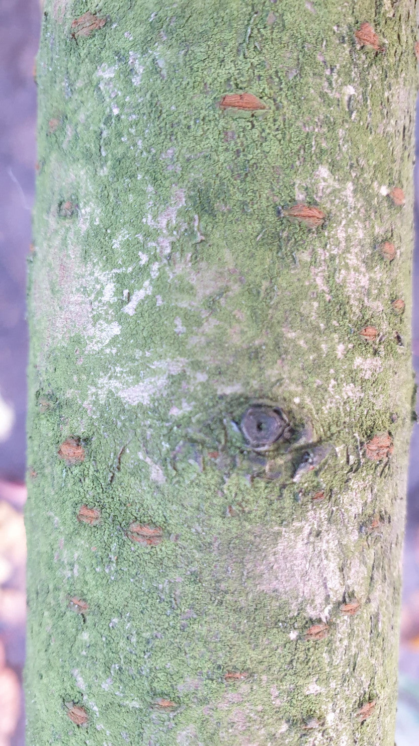 prunus x yedoensis; Rinde; bienennährpflanze; Einsatzmöglichkeit z.B. : japanischer garten; erhältlich mit Stammumfang von 12-14 bis 20-25 cm;;günstig mit Qualität