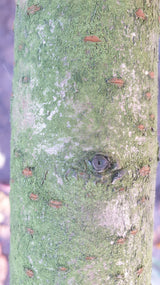 prunus x yedoensis; Rinde; bienennährpflanze; Einsatzmöglichkeit z.B. : japanischer garten; erhältlich mit Stammumfang von 12-14 bis 20-25 cm;;günstig mit Qualität