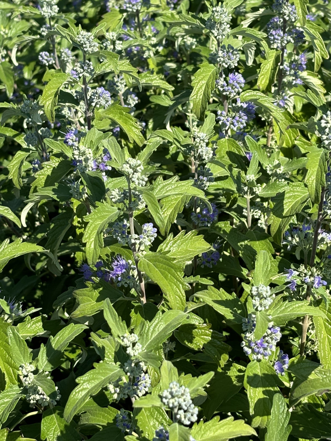 Caryopteris clandonensis 'Kew Blue' mit Blüte, erhältlich von 40-60 bis 40-60 cm; Einsatz: ;;ab 14,30 Euro