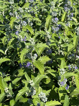 Caryopteris clandonensis 'Kew Blue'; hier mit Blüte; reichblühend; Einsatzmöglichkeit z.B. : Beetpflanze; erhältlich von 40-60 bis 40-60 cm;;ab 19,50 Euro