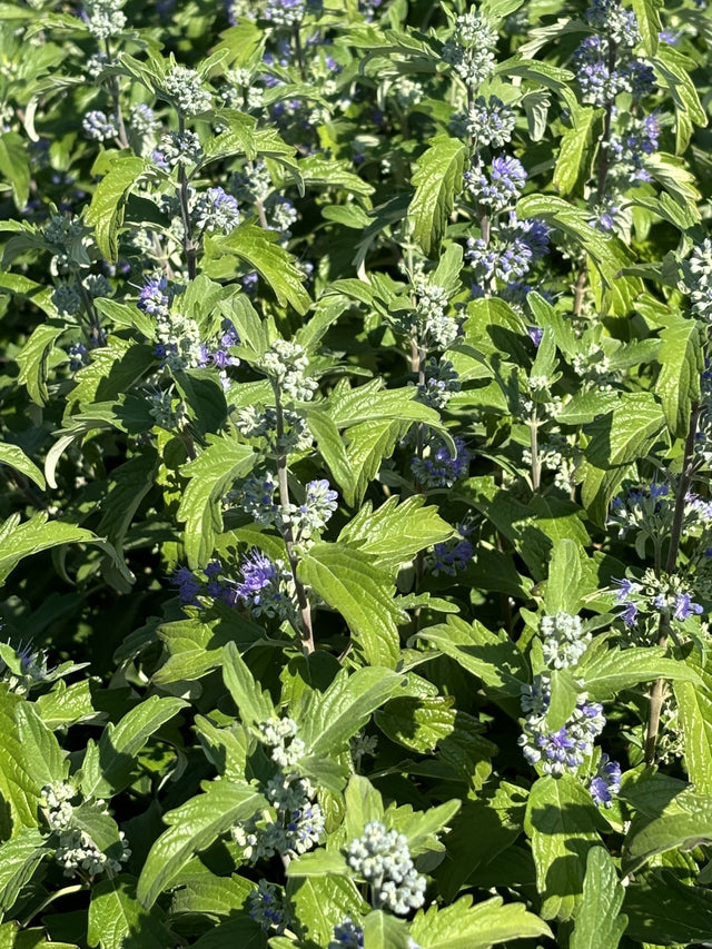 Caryopteris clandonensis 'Kew Blue' mit Blüte, erhältlich von 40-60 bis 40-60 cm; Einsatz: ;;ab 14,30 Euro