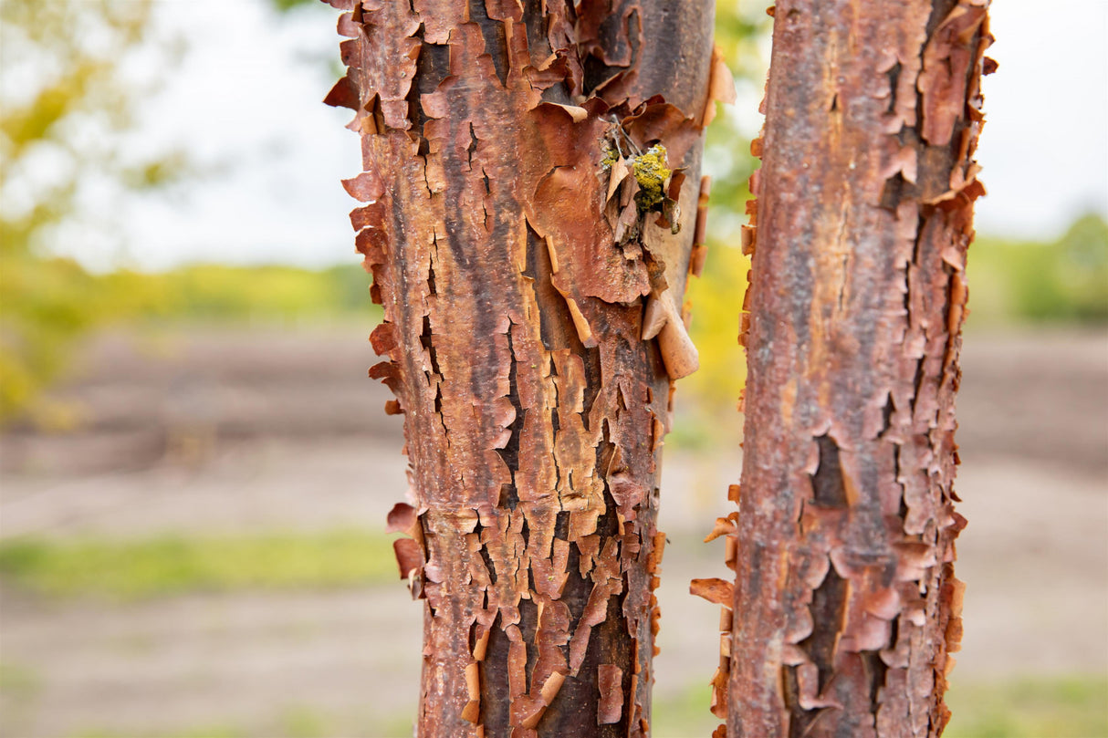 Acer griseum Rinde; Einsatz: Alleen;;ab 63,00 Euro