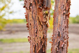 Acer griseum Rinde; Einsatz: Alleen;;ab 63,00 Euro