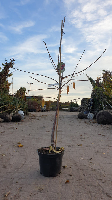 Synonym (alte Bezeichnung): Prunus av.'Abels Späte' CAC; vorbereitet für Versand; hoher Ertrag; Einsatzmöglichkeit z.B. : Obstbau; erhältlich mit Stammumfang von ab 6 bis 20-25 cm;;günstig mit Qualität