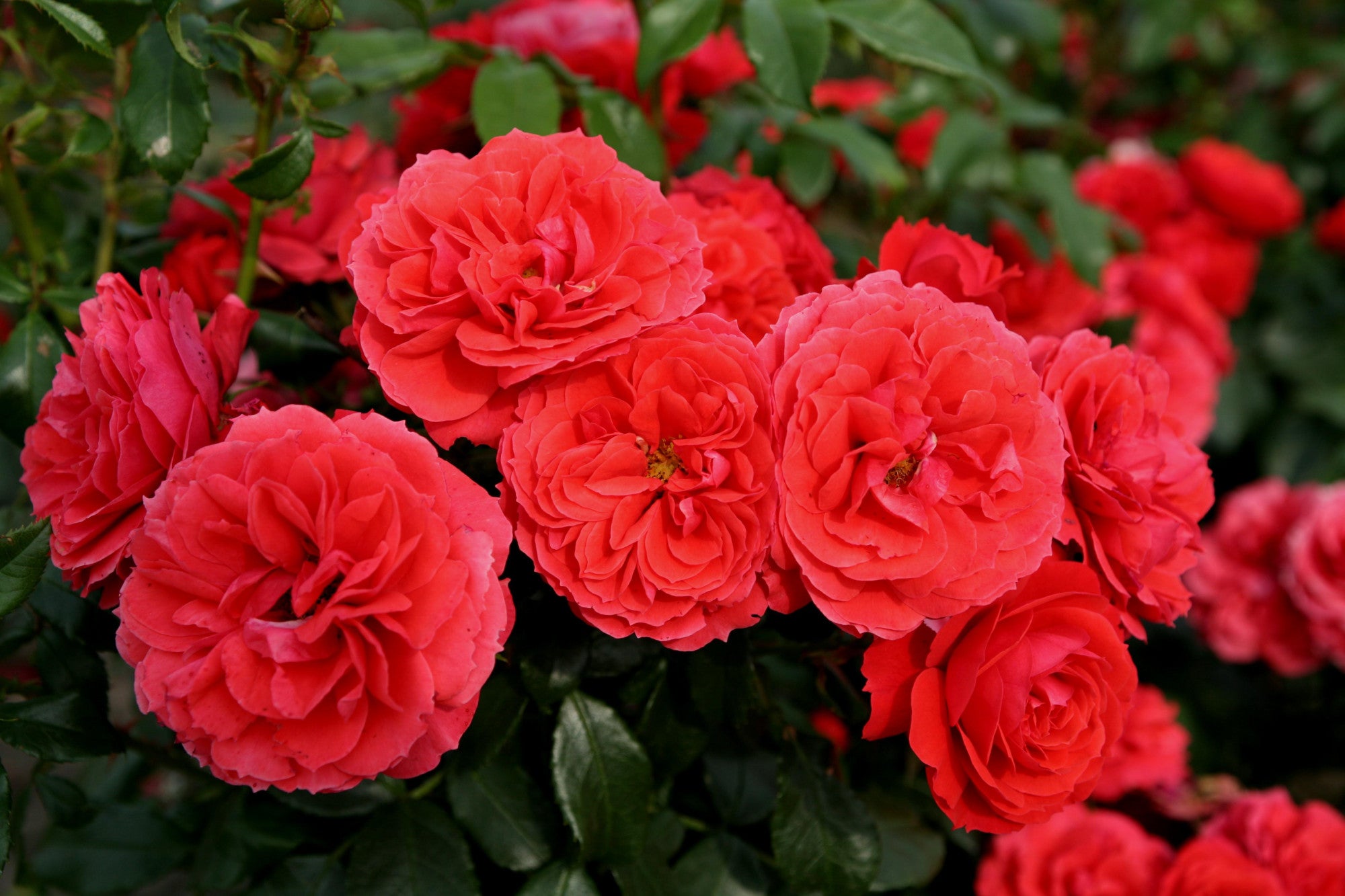 Rosa 'Cherry Girl' BT (Beetrose 'Cherry Girl' -R- ADR-Rose)