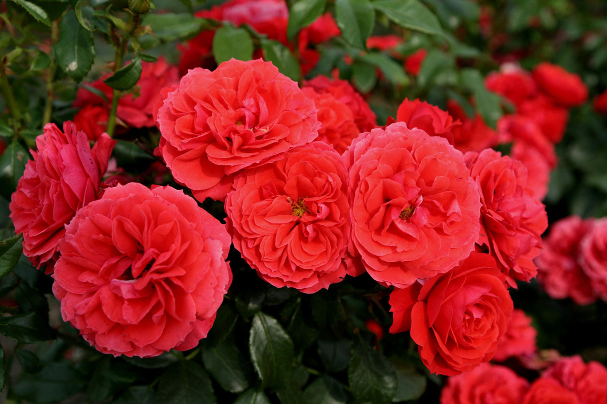 Rosa 'Cherry Girl' BT mit Blüte; Einsatz: ;;ab 8,10 Euro