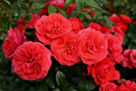 Rosa 'Cherry Girl' BT mit Blüte; Einsatz: ;;ab 8,10 Euro