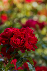 Rosa 'Centro Rose' BDR; hier mit Blüte; winterhart; Einsatzmöglichkeit z.B. : Solitär; verfügbar in 2 Größen und Varianten;;ab 11,10 Euro