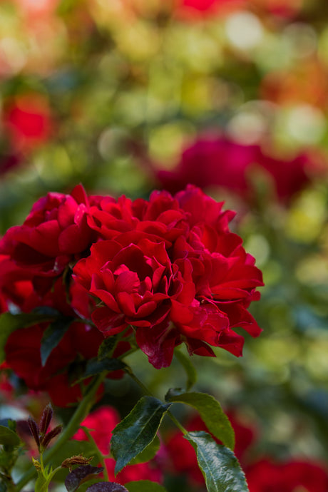 Rosa 'Centro Rose' BDR mit Blüte; Einsatz: ;;ab 8,10 Euro