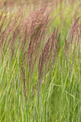Calamagrostis x acutiflora 'Overdam'; ziergras;;ab 0,00 Euro