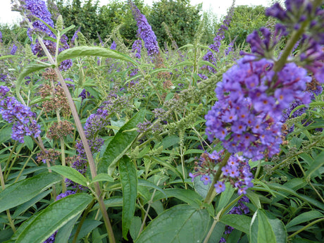 Flachwurzler; hier mit Belaubung; winterhart; Einsatzmöglichkeit z.B. : Solitärgehölz;;günstig mit Qualität