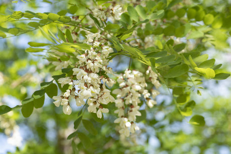 Robinia pseudoac.'Nyirsegi' mit Blüte, erhältlich als: Hochstamm; Einsatz: Solitärpflegeleicht;;günstig mit Qualität