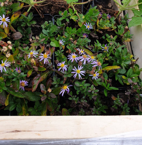 Ageratum-ähnliche Garten-Aster Versand; Einsatz: Rabatten, lange Blütezeit;;hier kaufen