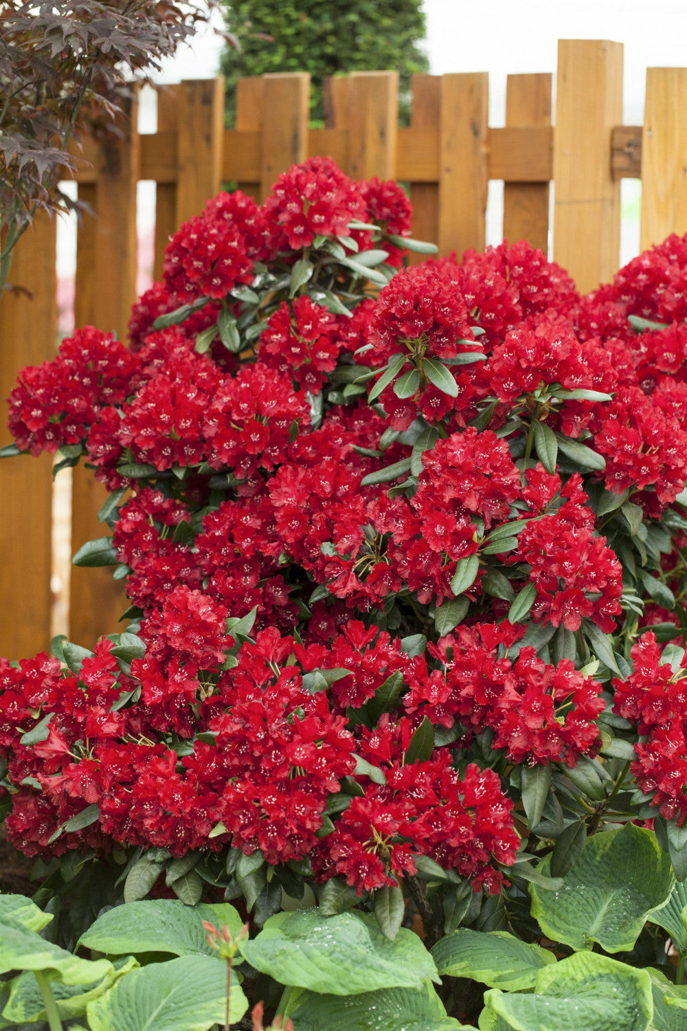 Rhododendron Hybr. 'Sammetglut' mit Blüte, erhältlich von 30-40 bis 90-100 cm; Einsatz: ;;ab 31,20 Euro
