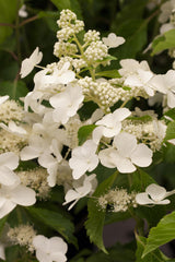 Hydrangea paniculata 'Levana'; hier mit Blüte; winterhart; Einsatzmöglichkeit z.B. : Solitärpflanze; verfügbar in 2 Größen und Varianten;;ab 22,30 Euro
