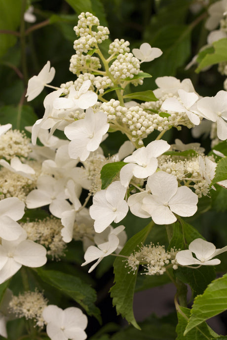 Hydrangea paniculata 'Levana' mit Blüte, erhältlich von 40-60 bis 60-80 cm; Einsatz: ;;ab 16,40 Euro