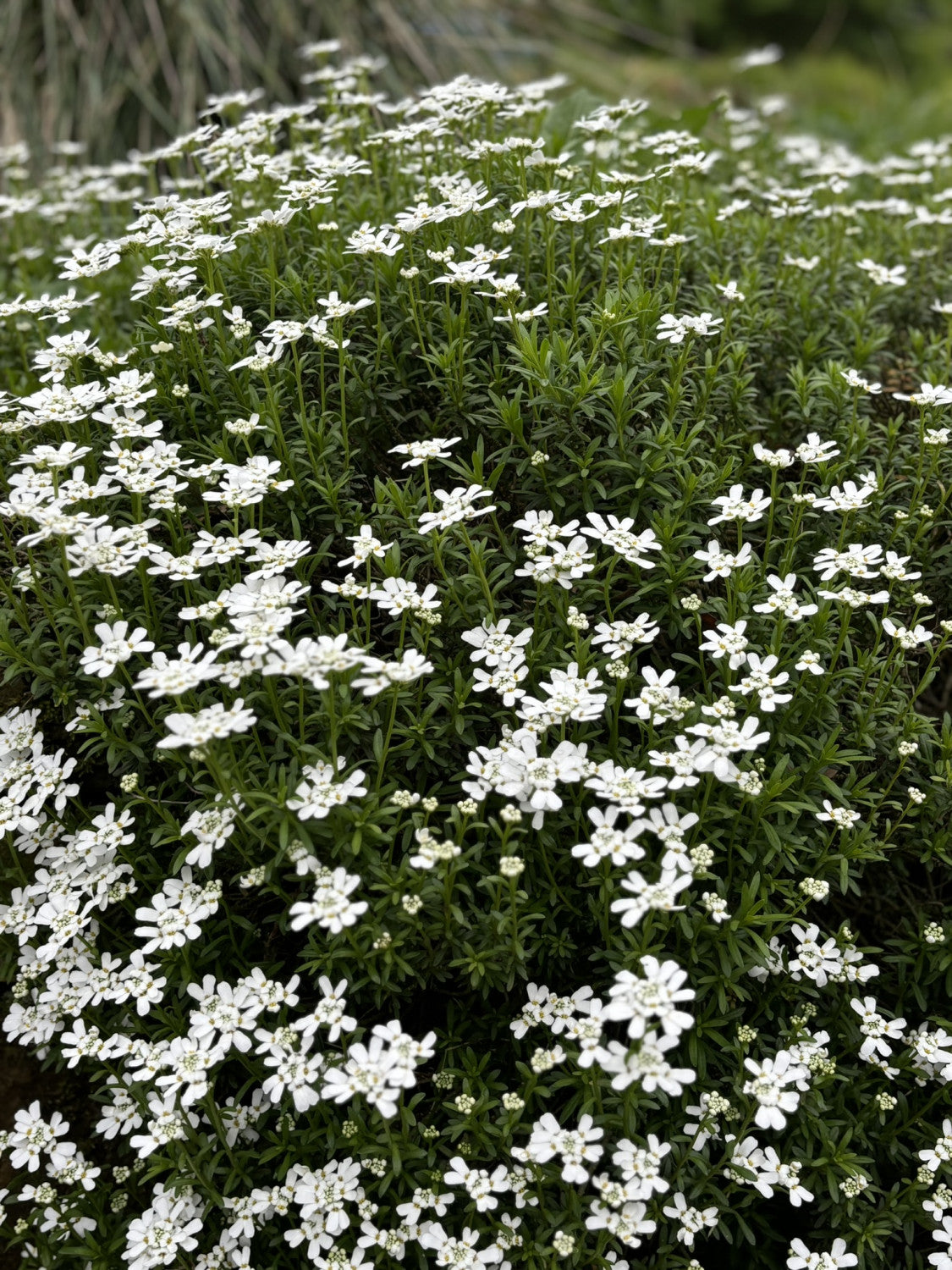 Iberis sempervirens mit Blüte; Einsatz: ;;ab 3,50 Euro