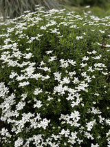 Iberis sempervirens mit Blüte; Einsatz: ;;ab 3,50 Euro