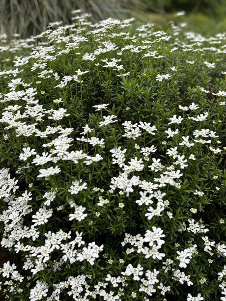 Iberis sempervirens mit Blüte; Einsatz: , ;;ab 3,08 Euro