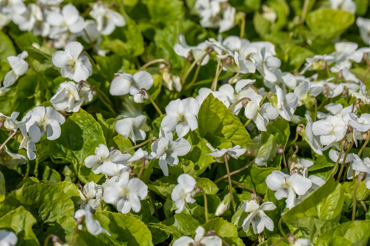 Viola sororia 'Albiflora' mit Blüte; Einsatz: ;;ab 3,60 Euro