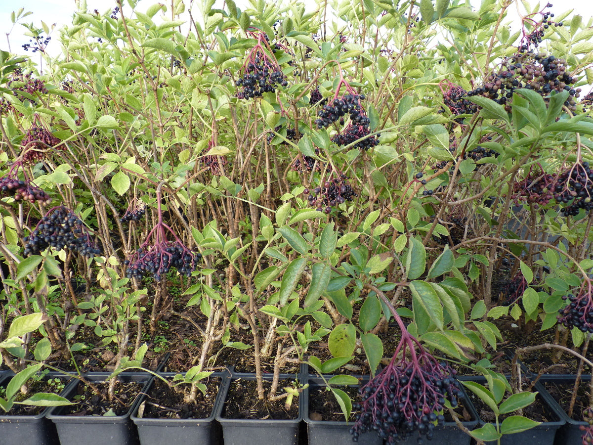 Sambucus nigra VkG 4 als Pflanze im Beet; Einsatz: Wildobst;;ab 2,76 Euro