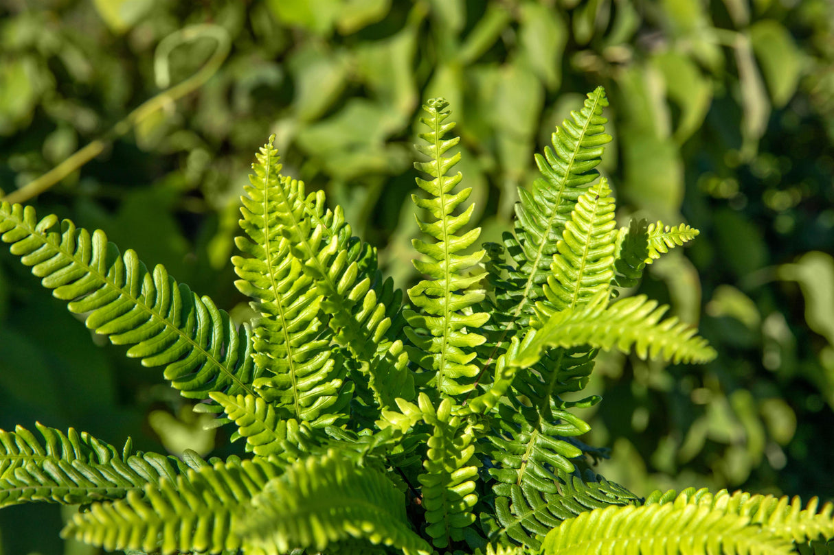 Blechnum spicant ;;ab 7,80 Euro