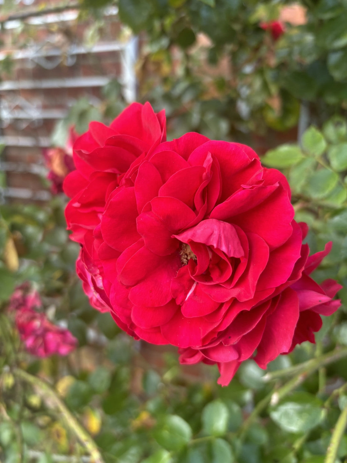 Kletterrose 'Amadeus' mit Blüte; Einsatz: Rankgitterduftend;;hier kaufen
