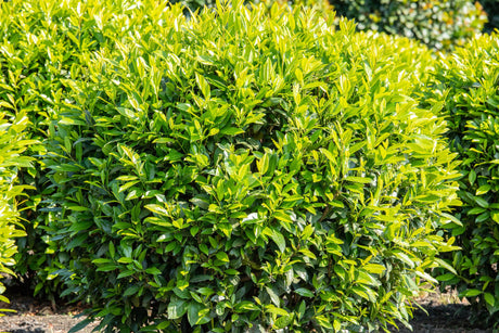 Prunus lauroc. 'Caucasica' , erhältlich von 30-40 bis 150-175 cm;;ab 11,20 Euro