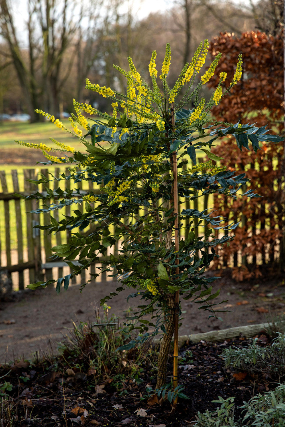 Oregon Grape Holly in Einzelansicht, erhältlich als: ; Einsatz: Heckewinterhart;;günstig mit Qualität