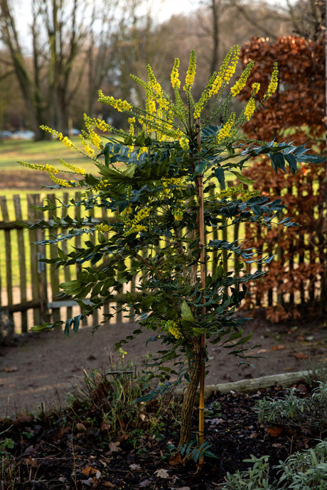 Oregon Grape Holly in Einzelansicht, erhältlich als: ; Einsatz: Heckewinterhart;;günstig mit Qualität