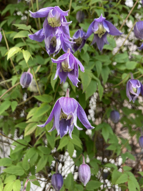 Clematis alpina , erhältlich von 100-150 bis 150-200 cm;;ab 37,40 Euro