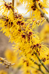 Hamamelis interm. 'Barmstedt's Gold' mit Blüte, erhältlich von 40-60 bis 125-150 cm; Einsatz: ;;ab 47,20 Euro