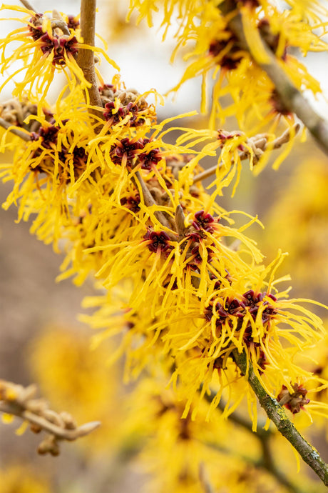 Hamamelis interm. 'Barmstedt's Gold' mit Blüte, erhältlich von 40-60 bis 125-150 cm; Einsatz: ;;ab 47,20 Euro