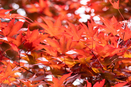 Acer palmatum 'Fireglow' , erhältlich von 100-125 bis 150-175 cm;;ab 226,00 Euro