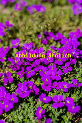 Genaues Foto für Aubrieta x cult. 'Blaumeise' folgt; dieses ähnliche Bild dient der Illustration von Garten-Blaukissen
