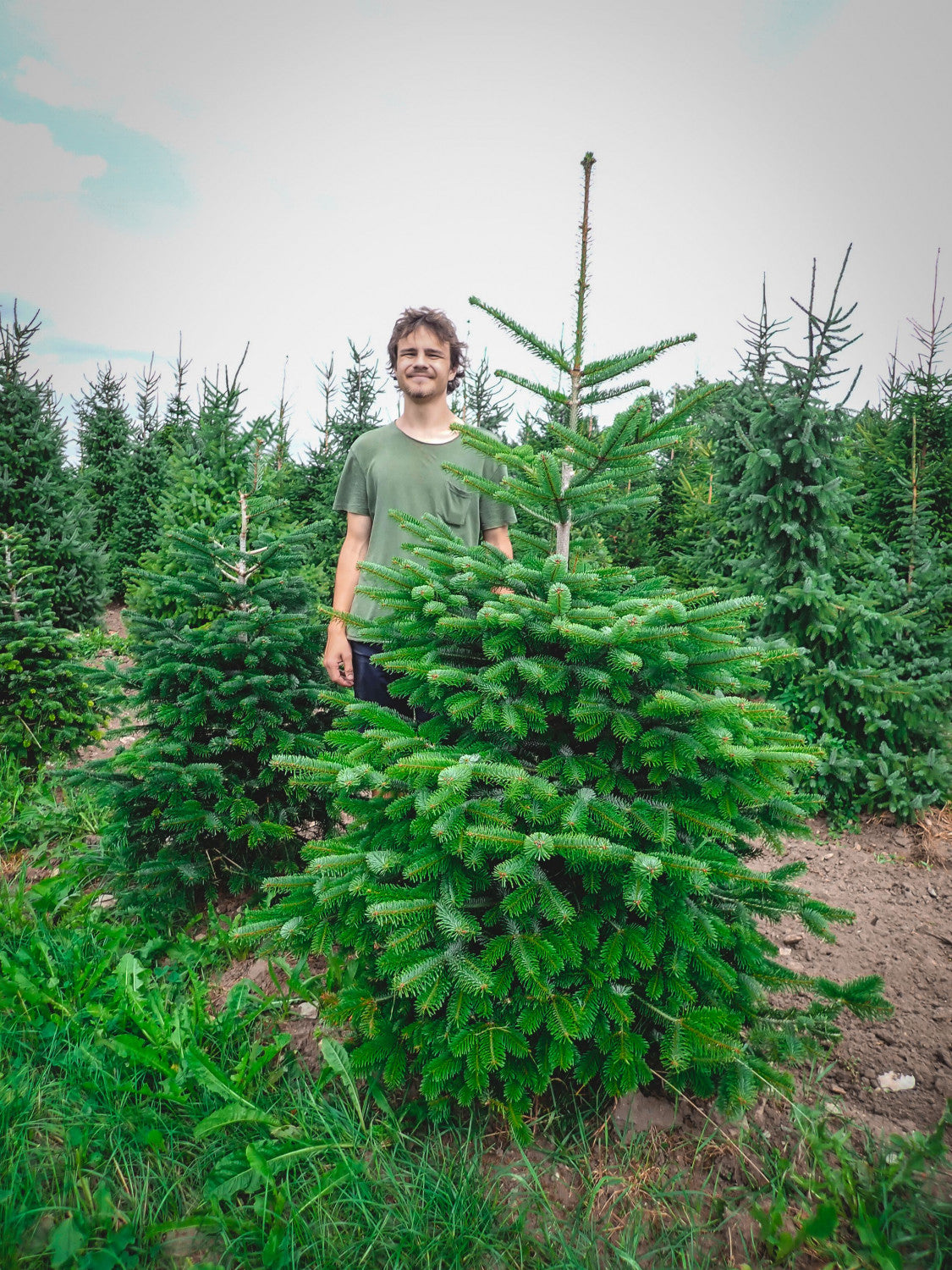 Synonym (alte Bezeichnung): Abies nordmanniana 'Ambrolauri'; robust;;ab 1,54 Euro