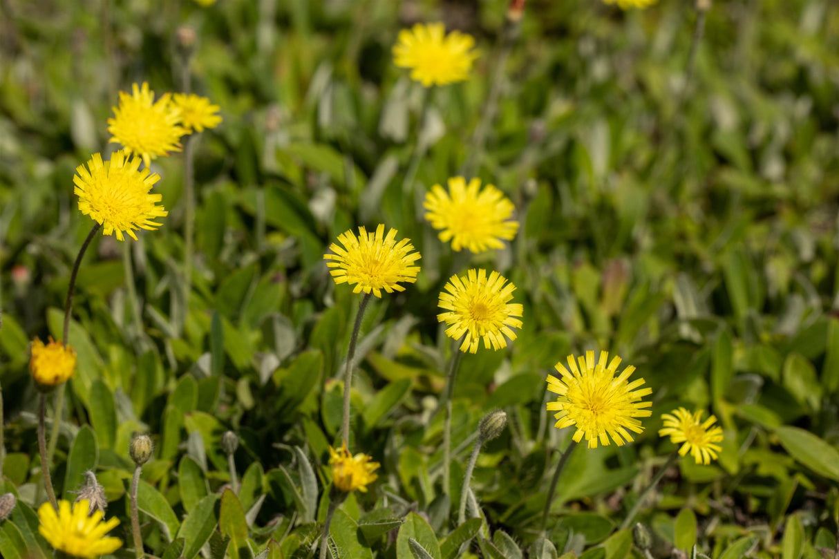 Hieracium pilosella als Pflanze im Beet; Einsatz: ;;ab 3,20 Euro