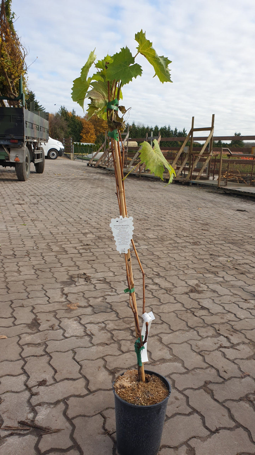 Blaue Tafeltraube; vorbereitet für Versand; große Früchte; Einsatzmöglichkeit z.B. : Streuobstwiese;;günstig mit Qualität