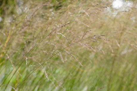 Molinia arundinacea 'Transparent' mit Blüte; Einsatz: , ;;ab 4,38 Euro