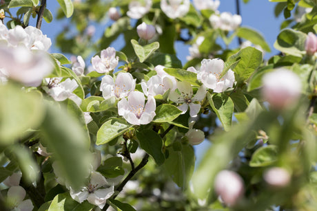 Cydonia 'Leskovac' mit Blüte, erhältlich von 150-200 bis 450-650 cm; Einsatz: ;;ab 41,60 Euro