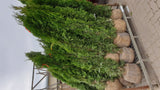 Synonym (alte Bezeichnung): Thuja occidentalis 'Emeraude' mit Ballen; Einsatz: Sichtschutzimmergrün;;mit zeitnaher Lieferung