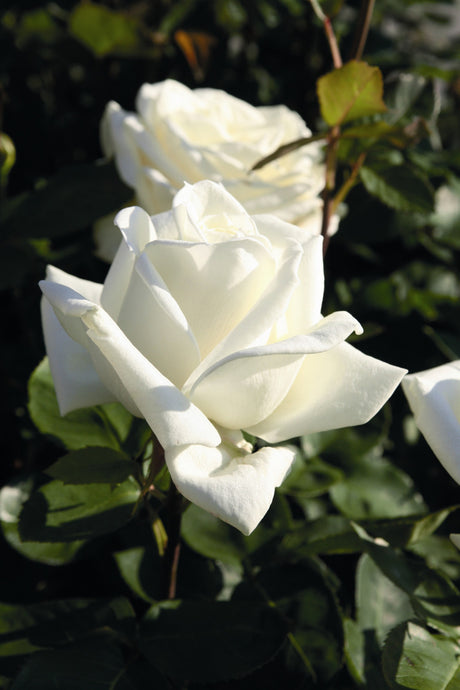 Rosa 'Polarstern' TH mit Blüte; Einsatz: ;;ab 8,10 Euro