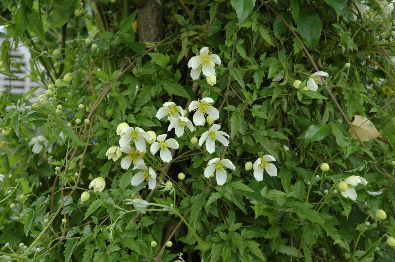 Clematis montana 'Superba' (Berg-Waldrebe 'Superba')