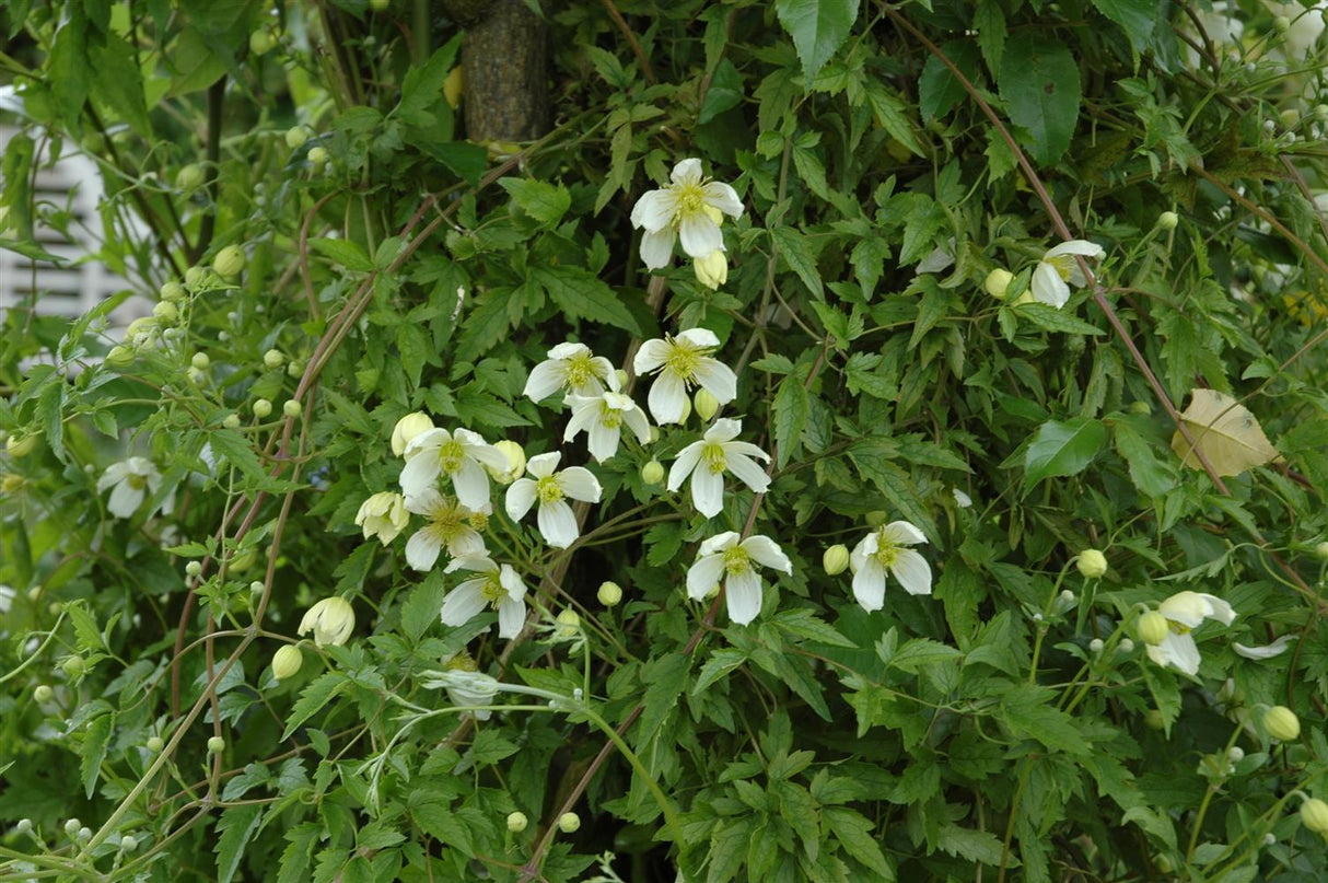 Clematis montana 'Superba' mit Blüte, erhältlich von 100-150 bis 150-200 cm; Einsatz: ;;ab 37,40 Euro