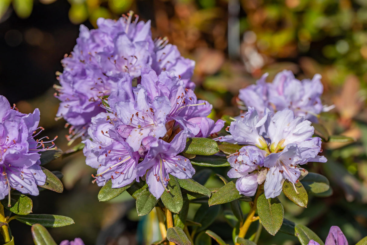 Rhododendron impeditum 'Ramapo' mit Blüte, erhältlich von 20-25 bis 40-50 cm; Einsatz: ;;ab 14,30 Euro