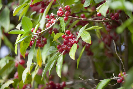 Elaeagnus multiflora mit Früchten, erhältlich von 40-60 bis 100-150 cm; Einsatz: ;;ab 8,65 Euro