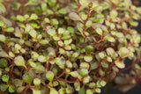 Sedum spurium 'Voodoo'; schneckensicher (schneckenresistent);;ab 0,00 Euro
