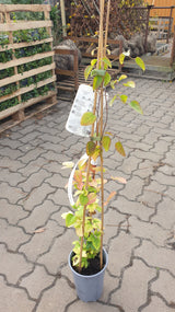 Synonym (alte Bezeichnung): Clematis 'Huldine'; hier im Topf; lange Blütezeit; Einsatzmöglichkeit z.B. : Fassadenbegrünung;;günstig mit Qualität